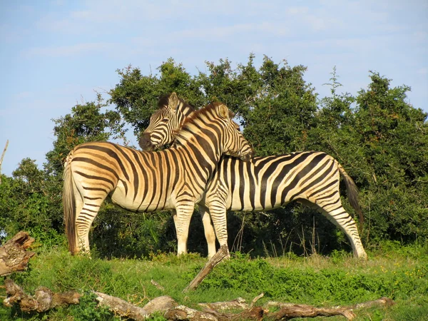 Burchells zebras - african animals — Stock Photo, Image