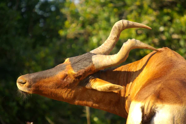 Rothartebeest - afrikanische Tiere — Stockfoto