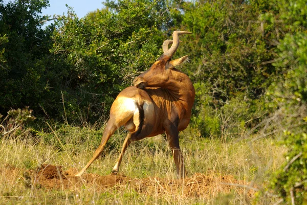 Hartebeest vermelho - animais africanos — Fotografia de Stock