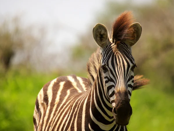 Zebra - african animals — Stock Photo, Image