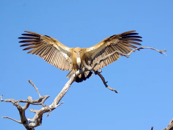 White-backed vulture - african birds — Stock Photo, Image