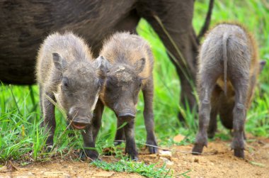 Yaban domuzu domuz yavruları