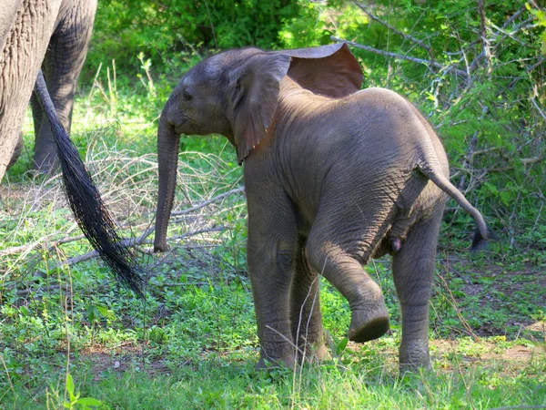 Elefante africano — Foto de Stock