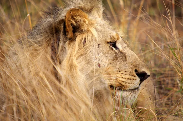 Erkek aslan — Stok fotoğraf