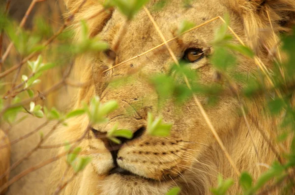 Erkek aslan portait — Stok fotoğraf