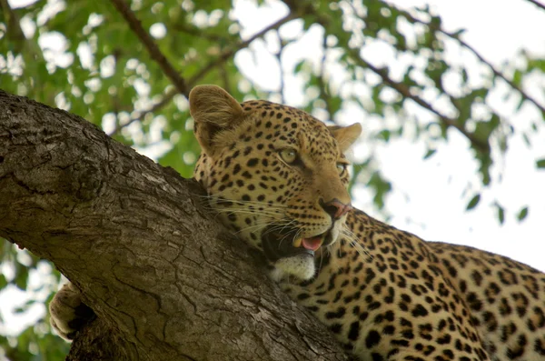 bir ağaç üzerinde leopar