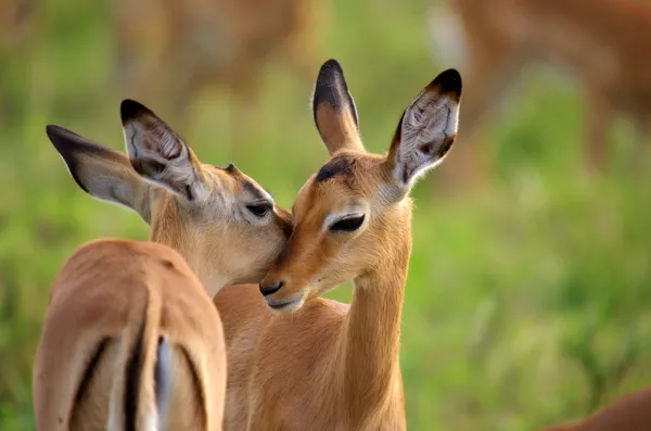 impalas