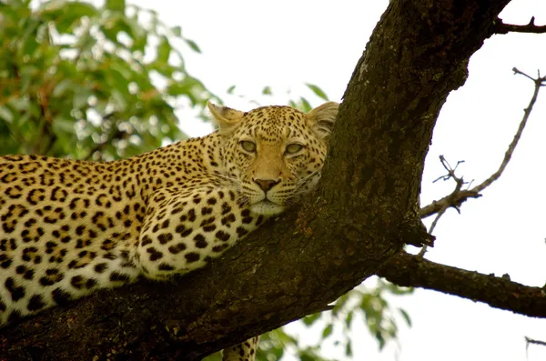 Leopard-ra egy fa — Stock Fotó