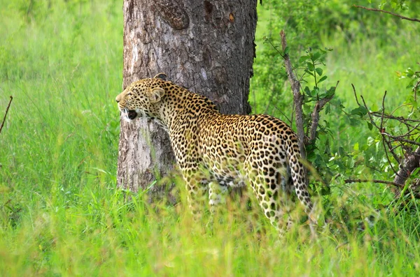 Leopárd — Stock Fotó