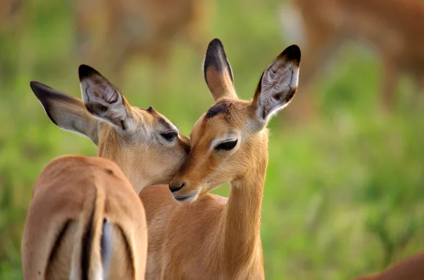 Impalas Stockbild