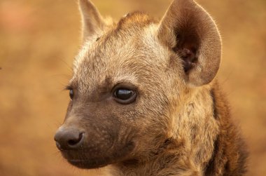 benekli hyaena