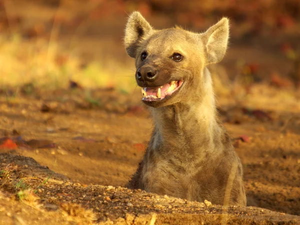 Strakaté hyaena — Stock fotografie