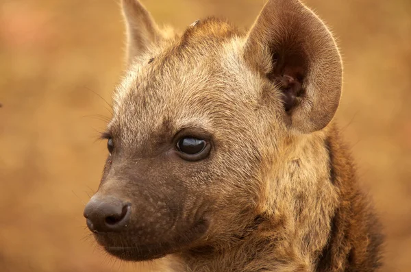 Gefleckte Hyäne — Stockfoto