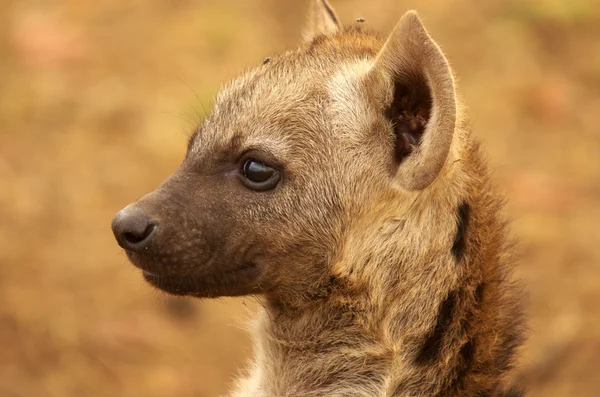 Spotted hyaena — Stock Photo, Image