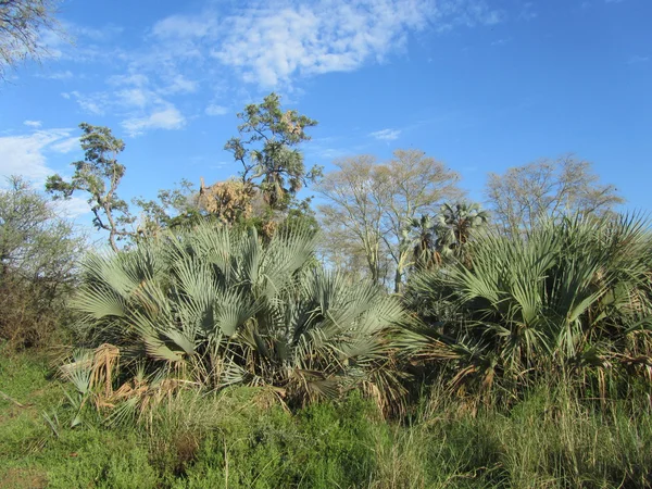 Afrika ormanı