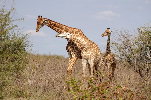 Southern giraffes — Stock Photo, Image