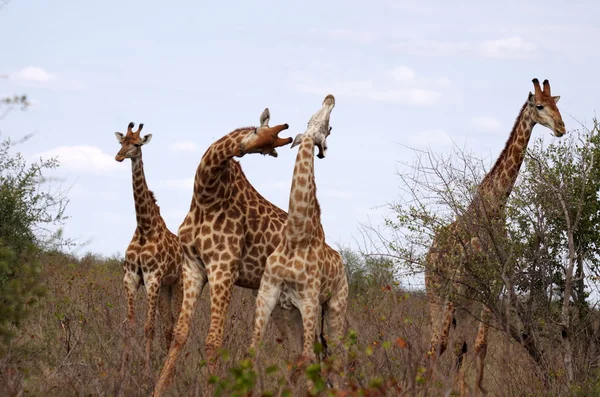 Southern giraffes — Stock Photo, Image