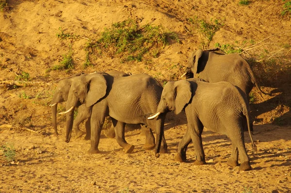 Afrika filleri mücadele