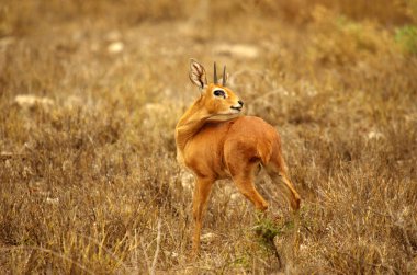 Steenbok