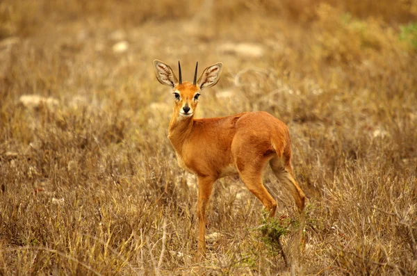 Steenbok. — Foto de Stock