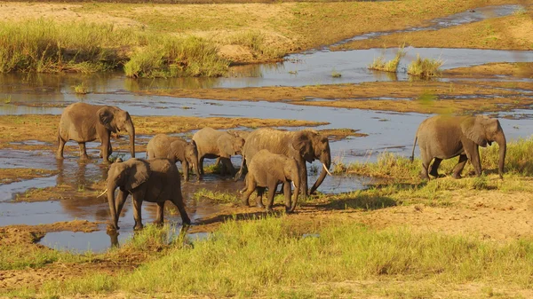 Afrikanische Elefantenherde Stockbild