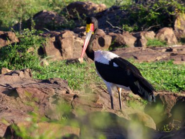 Güney Afrika kuşları