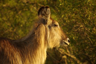 waterbuck erkek