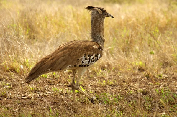 Südafrikanische Vögel — Stockfoto