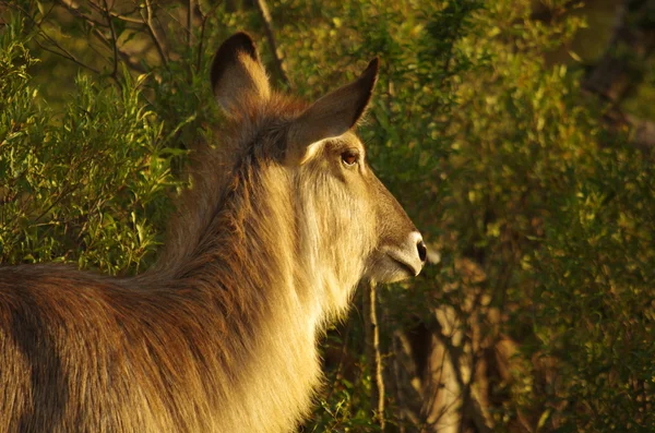 Waterbuck 여성 — 스톡 사진