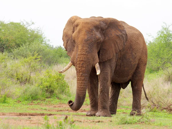 Afrikansk elefant — Stockfoto