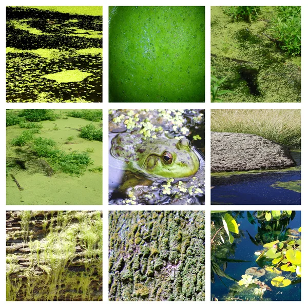 Algae collage Royalty Free Stock Images