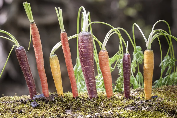 Organische regenboog wortelen — Stockfoto