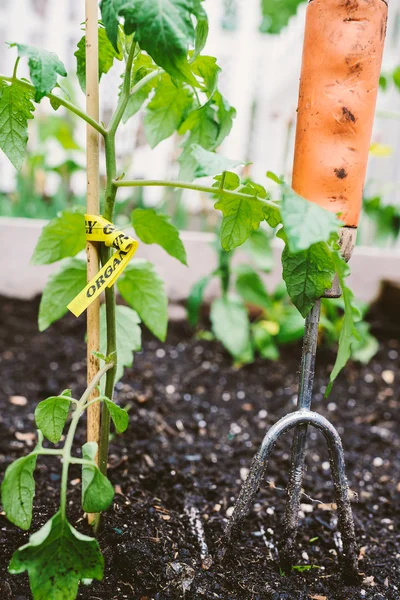 Biologische tomatenplant in een stedelijke tuin bed — Stockfoto