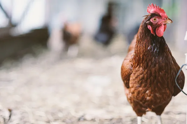 Poulets d'élevage gratuit — Photo