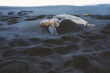deniz kaplumbağası plajda iç içe geçirme