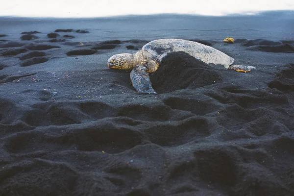 Sea turtle nesting op strand Rechtenvrije Stockafbeeldingen
