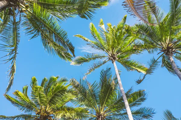 Palmbomen Stockfoto