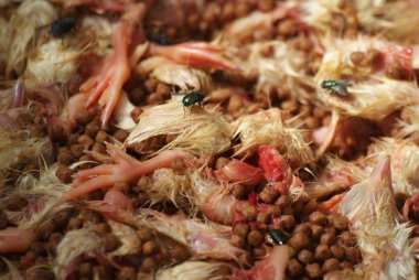 Hayvanat snakefood