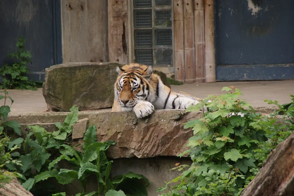 Tigre velho e rabugento no zoológico — Fotografia de Stock
