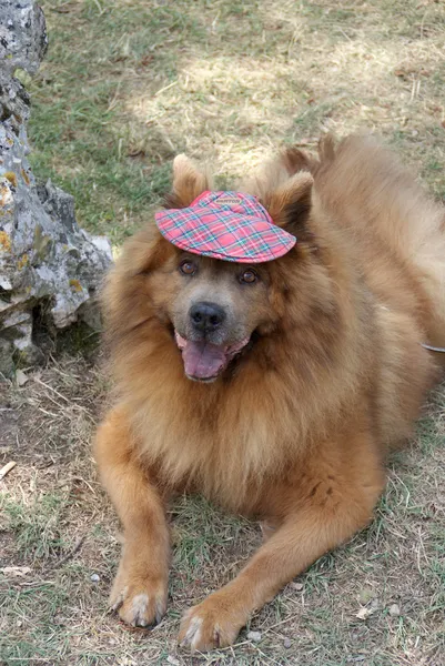 Dog with hat