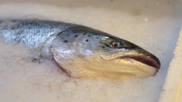 生の新鮮な鮭の魚は 市場の店での販売ショーケースであるアイスクリームにあります 店内の冷蔵カウンターでアカマダイの赤おいしい魚のカラス 健康的なシーフードダイエットクローズアップショット — ストック動画