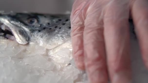 Cuire Retirer Chapelure Glace Crue Poisson Saumon Frais Avec Main — Video