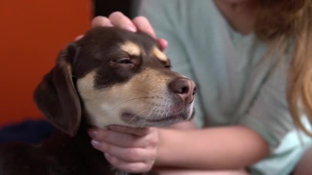 Χαριτωμένο Καφέ Σκυλί Χαλαρώνει Στο Κρεβάτι Κορίτσι Γυναίκα Χαϊδεύει Χνουδωτό — Αρχείο Βίντεο