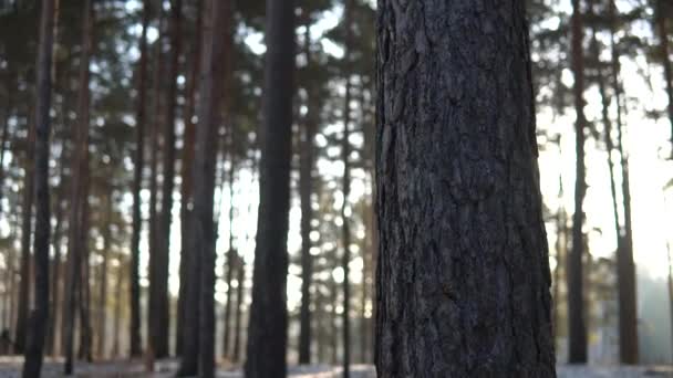 Tronco Pinheiro Revelando Floresta Coníferas Com Raios Sol Pan Câmera — Vídeo de Stock