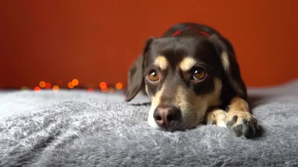 카메라를 집에서 축제를 기다리고 있습니다 귀여운 강아지가 크리스마스등을 집안의 침대에서 — 비디오