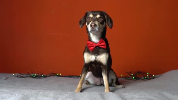 Pequeño Perro Marrón Con Una Corbata Mirando Cámara Esperando Celebración — Vídeos de Stock