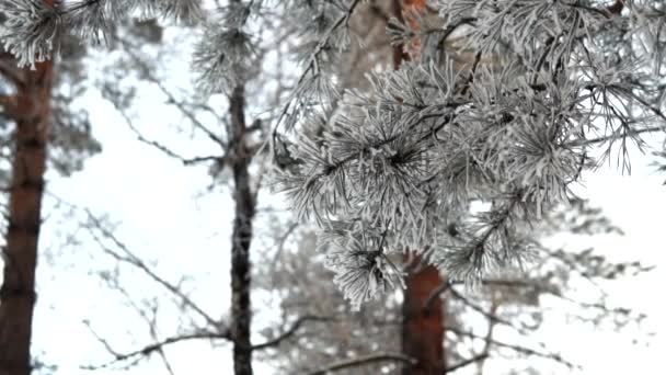 Ekstremalne Warunki Pogodowe Zimny Zimowy Mroźny Las Śnieg Zamarzniętej Gałęzi — Wideo stockowe