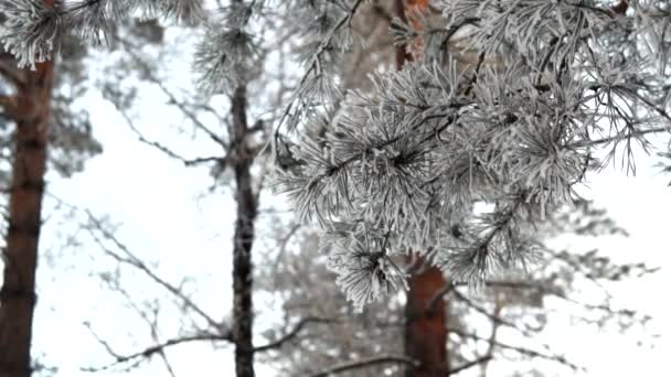 Condições Meteorológicas Extremas Frio Estação Inverno Floresta Dia Geada Neve — Vídeo de Stock