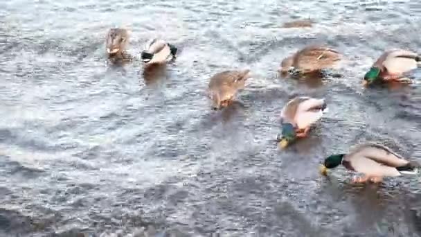 有几只鸭子在湖中散步 鸭科动物活跃地在水面上活动 把它们的喙放在水下 — 图库视频影像