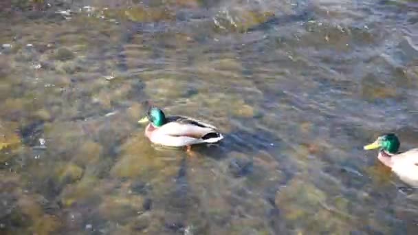 2野生のアヒル一緒に湖の1つの方向に泳いでいます マガモが水中で泳いでいる 素晴らしいマガモは日光の下で水で川を泳いでいます 面白い鳥のクローズアップの視点 — ストック動画